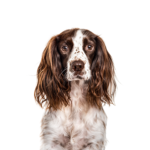 Petland Pickerington English Springer Spaniel