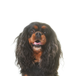 Petland Pickerington English Toy Spaniel