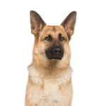 Petland Pickerington German Shepherd