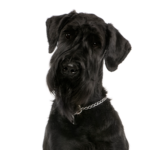 Petland Pickerington Giant Schnauzer