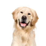 Petland Pickerington Golden Retriever