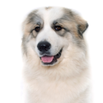 Petland Pickerington Great Pyrenees
