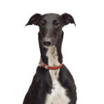 Petland Pickerington Greyhound