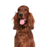 Petland Pickerington Irish Setter