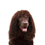 Petland Pickerington Irish Water Spaniel