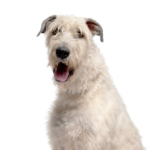 Petland Pickerington Irish Wolfhound