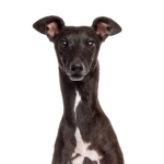 Petland Pickerington Italian Greyhound