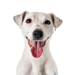 Petland Pickerington Jack Russell Terrier