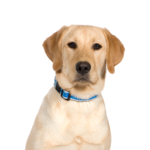 Petland Pickerington Labrador Retriever