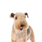 Petland Pickerington Lakeland Terrier