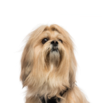 Petland Pickerington Lhasa Apso