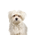 Petland Pickerington Maltipom