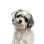 Petland Pickerington Malshi