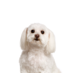Petland Pickerington Maltichon