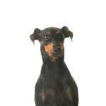 Petland Pickerington Manchester Terrier