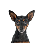 Petland Pickerington Miniature Pinscher
