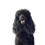 Petland Pickerington Miniature Poodle