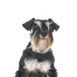 Petland Pickerington Miniature Schnauzer