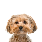 Petland Pickerington Morkie