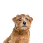 Petland Pickerington Norfolk Terrier