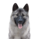 Petland Pickerington Norwegian Elkhound