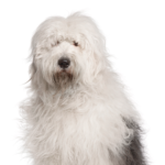 Petland Pickerington Old English Sheepdog