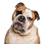 Petland Pickerington Olde English Bulldogge