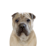 Petland Pickerington Ori Pei