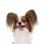 Petland Pickerington Papillon