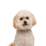 Petland Pickerington Peekapoo