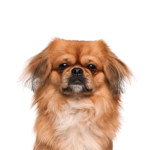 Petland Pickerington Pekingese