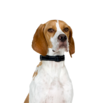 Petland Pickerington Pointer