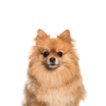 Petland Pickerington Pomeranian