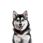 Petland Pickerington Pomsky