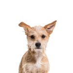 Petland Pickerington Chipoo