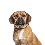 Petland Pickerington Puggle