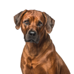 Petland Pickerington Rhodesian Ridgeback