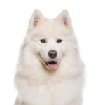 Petland Pickerington Samoyed