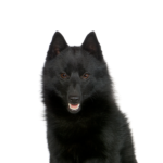 Petland Pickerington Schipperke