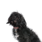 Petland Pickerington Schnoodle