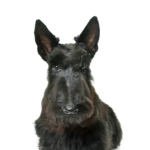 Petland Pickerington Scottish Terrier