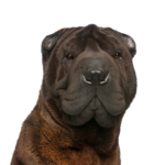 Petland Pickerington Shar-Pei