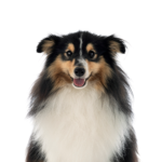 Petland Pickerington Shetland Sheepdog