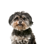 Petland Pickerington Shih Poo