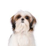 Petland Pickerington Shih Tzu