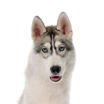 Petland Pickerington Siberian Husky