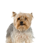 Petland Pickerington Silky Terrier