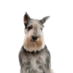 Petland Pickerington Standard Schnauzer