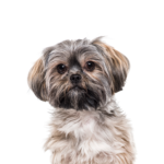 Petland Pickerington Teddy Bear