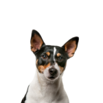 Petland Pickerington Toy Fox Terrier